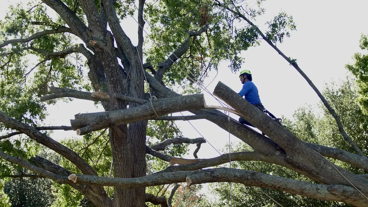 Professional Crown Thinning performed by certified arborists in Midfield
